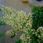 Nandina domestica bloemen